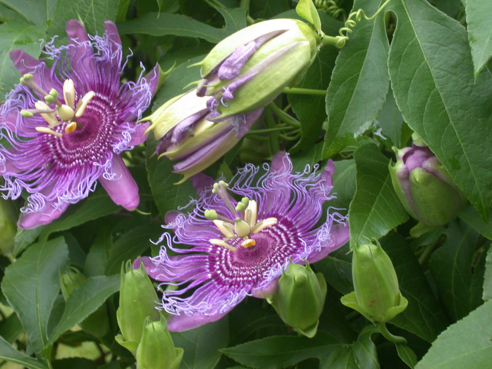 Passion Flower 2
